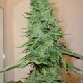 450px-big_bud_marijuana.jpg