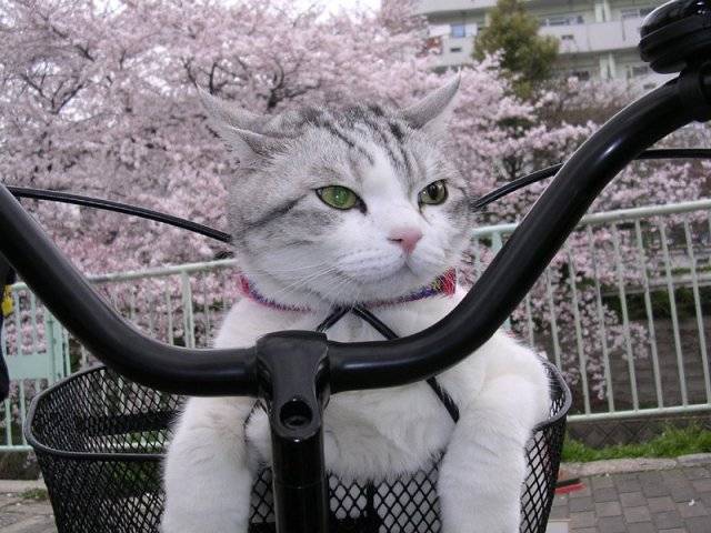 bikecat.jpg