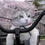 bikecat.jpg