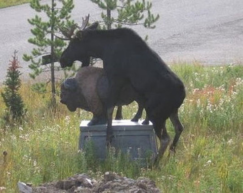 fig:A typical canadian moose.